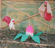 [thumbnail- Flamingo Family]